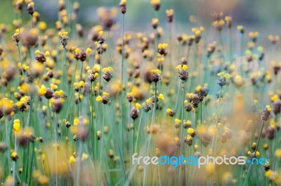 
Xyridaceae Full Bloom Yellow Fields. Look Naturally Beautiful Stock Photo