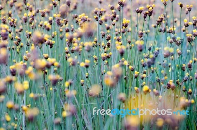 
Xyridaceae Full Bloom Yellow Fields. Look Naturally Beautiful Stock Photo