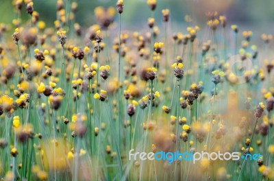 
Xyridaceae Full Bloom Yellow Fields. Look Naturally Beautiful Stock Photo