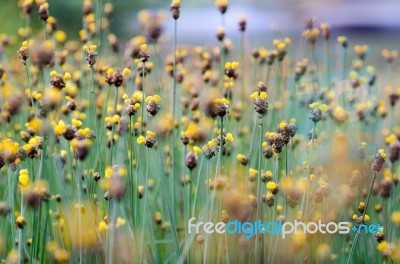 
Xyridaceae Full Bloom Yellow Fields. Look Naturally Beautiful Stock Photo