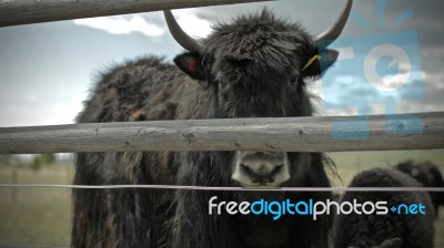 Yak From Behind Fence Stock Photo