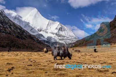 Yaks At The Field Stock Photo