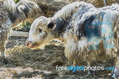 Yaks At The Zoo Stock Photo