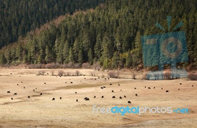 Yaks In Grass Land Stock Photo