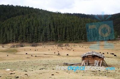 Yaks In Grass Land Stock Photo