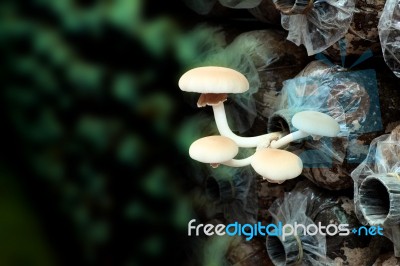 Yanagi Mutsutake Growth In Mushroom Farm Stock Photo