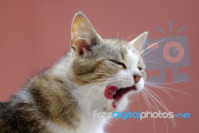 Yawning Cat Stock Photo