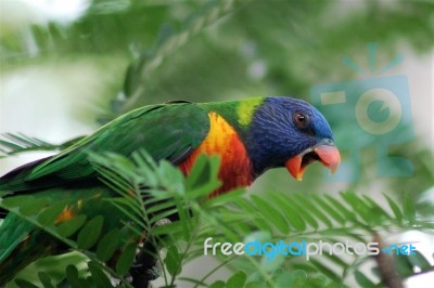 Yawning Parrot Stock Photo