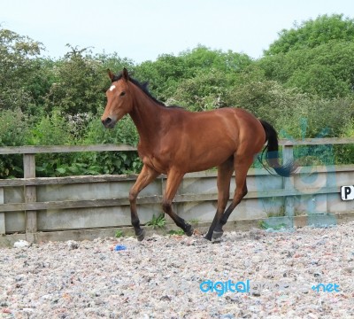 Yearling Racehorse Cantering Stock Photo