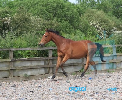 Yearling Thoroughbred Free Schooling Stock Photo