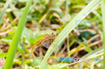 Yellow And Black Pattern Dragon Fly On Grass Stock Photo