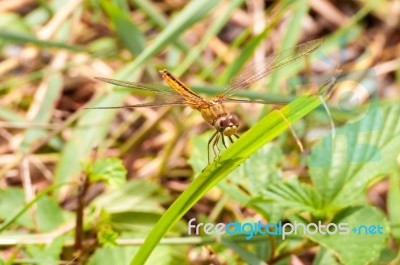 Yellow And Black Pattern Dragon Fly On Grass Stock Photo