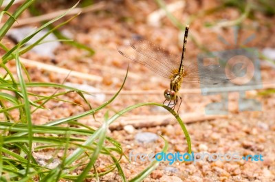 Yellow And Black Pattern Dragon Fly On Grass Stock Photo