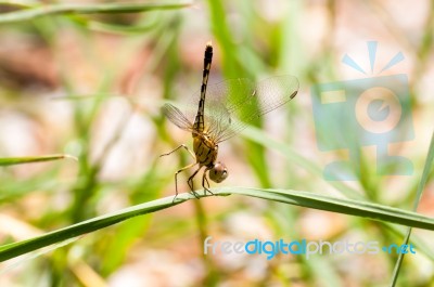 Yellow And Black Pattern Dragon Fly On Grass Stock Photo