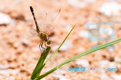 Yellow And Black Pattern Dragon Fly On Grass Stock Photo