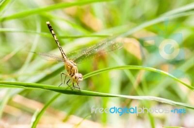 Yellow And Black Pattern Dragon Fly On Grass Stock Photo