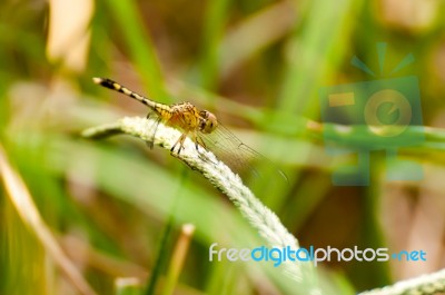 Yellow And Black Pattern Dragon Fly On Grass Stock Photo