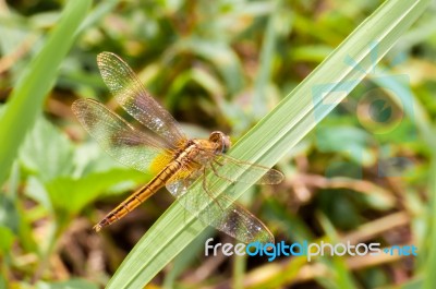 Yellow And Black Pattern Dragon Fly On Grass Stock Photo