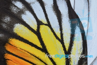 Yellow And Orange Butterfly Wing Stock Photo