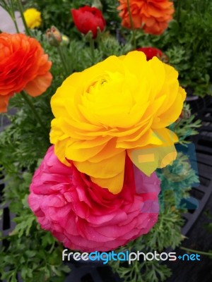 Yellow And Pink Flowers Stock Photo