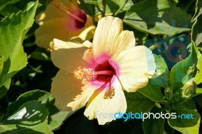 Yellow And Pink Hibiscus Flowering In Lanzarote Canary Islands S… Stock Photo