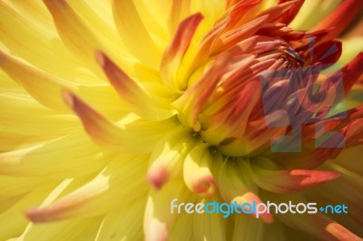 Yellow And Red Dahlia Stock Photo