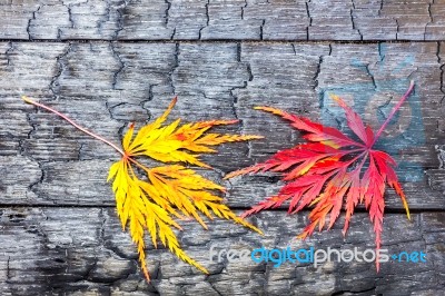 Yellow And Red Maple Leaf On Black Burnt Wood Stock Photo