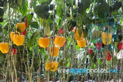 Yellow And Red Pepper Capsicum On The Pepper Tree Stock Photo