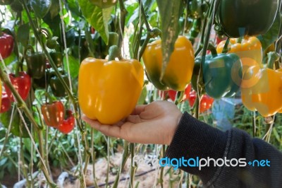 Yellow And Red Pepper Capsicum On The Pepper Tree Stock Photo