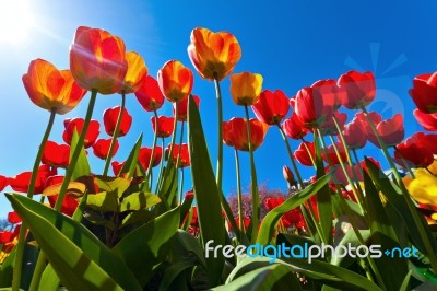 Yellow And Red Tulips Stock Photo