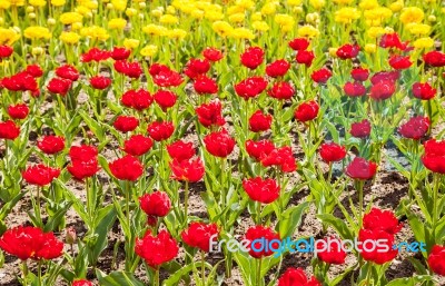 Yellow And Red Tulips Stock Photo