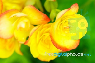 Yellow Begonia Flower In Garden Stock Photo