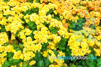 Yellow Begonia Flower In Garden Stock Photo