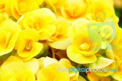 Yellow Begonia Flower In Garden Stock Photo