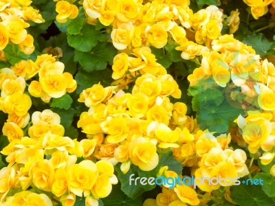 Yellow Begonia Flower In Garden Stock Photo