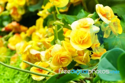 Yellow Begonia Flower In Garden Stock Photo