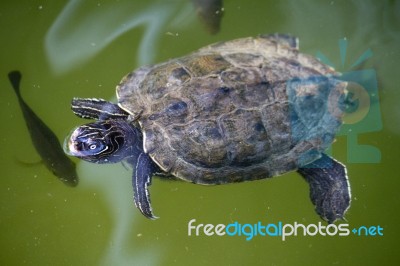 Yellow-bellied Slider Turtle Stock Photo