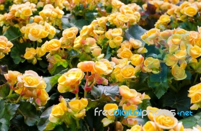 Yellow Big Begonias Stock Photo