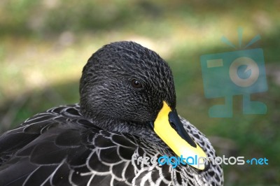 Yellow Billed Duck Stock Photo