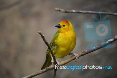 Yellow Bird Stock Photo