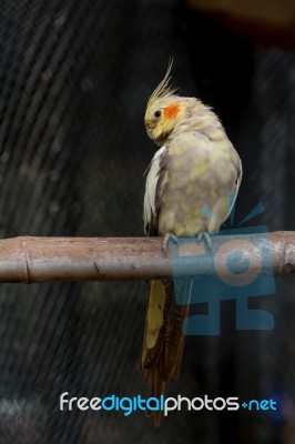 Yellow Black Cockatiel Parakeet Stock Photo