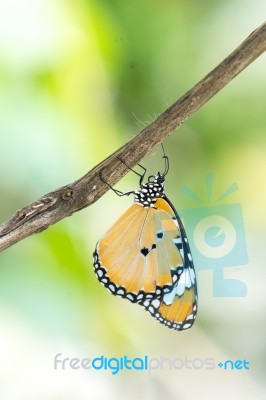 Yellow Black Pattern Butterfly On Branch Stock Photo