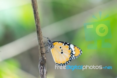 Yellow Black Pattern Butterfly On Branch Stock Photo