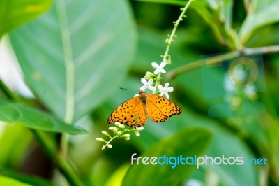 Yellow Black Pattern Butterfly On Bunch Stock Photo