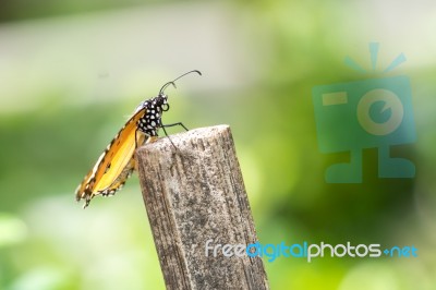 Yellow Black Pattern Butterfly On Wood Stock Photo