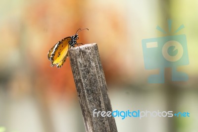 Yellow Black Pattern Butterfly On Wood Stock Photo