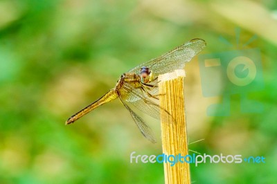 Yellow Black Pattern Dragon Fly Close Up Stock Photo