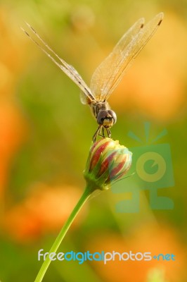 Yellow Black Pattern Dragon Fly Close Up Stock Photo