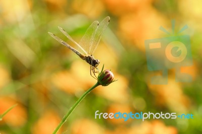 Yellow Black Pattern Dragon Fly Close Up Stock Photo