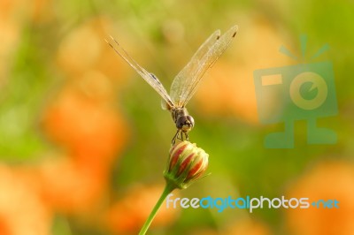 Yellow Black Pattern Dragon Fly Close Up Stock Photo